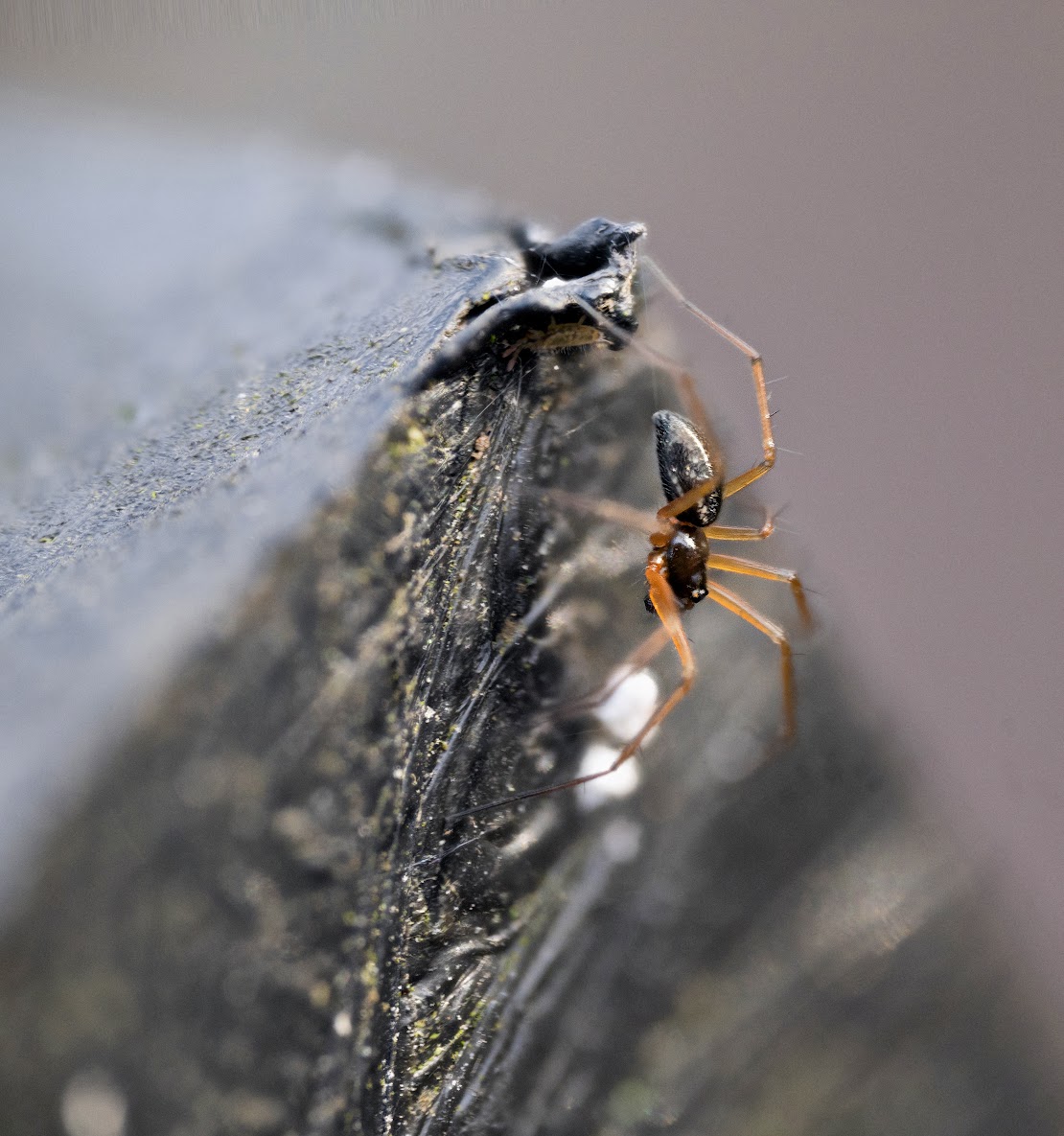 Tenuiphantes sp.