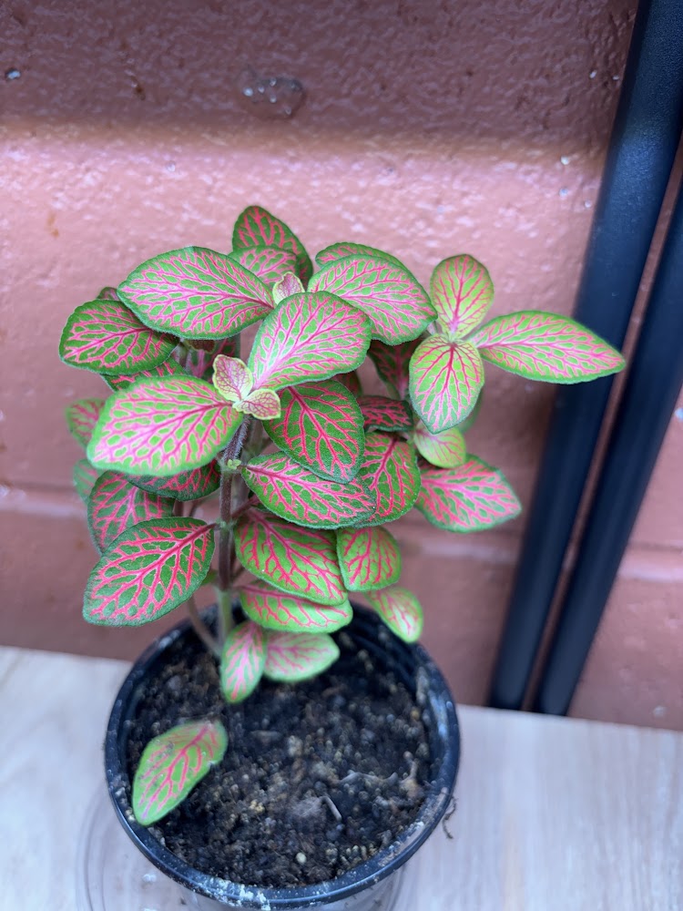 Nerve Plant - fittonia red anne