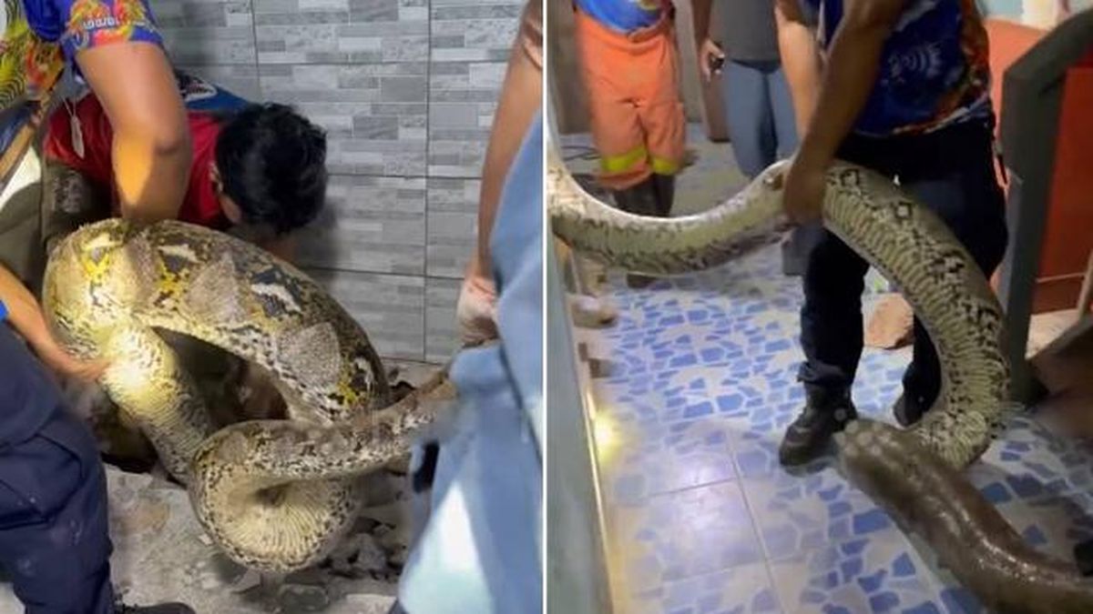 Bắt sống trăn khổng lồ dài 5 mét, nặng 30kg ẩn nấp trong ký túc xá - Tạp chí Người Đưa Tin
