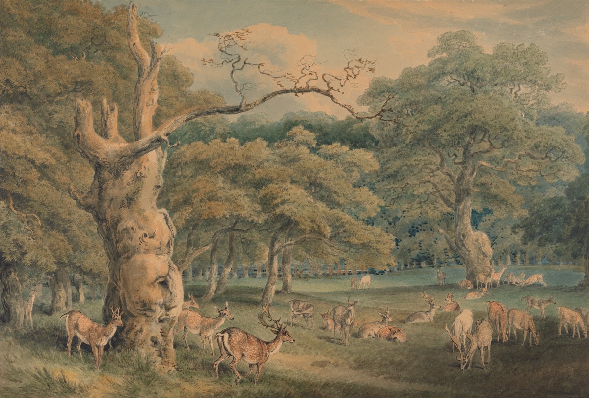 Hearnes Oak Windsor Forest