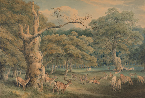 Hearnes Oak Windsor Forest