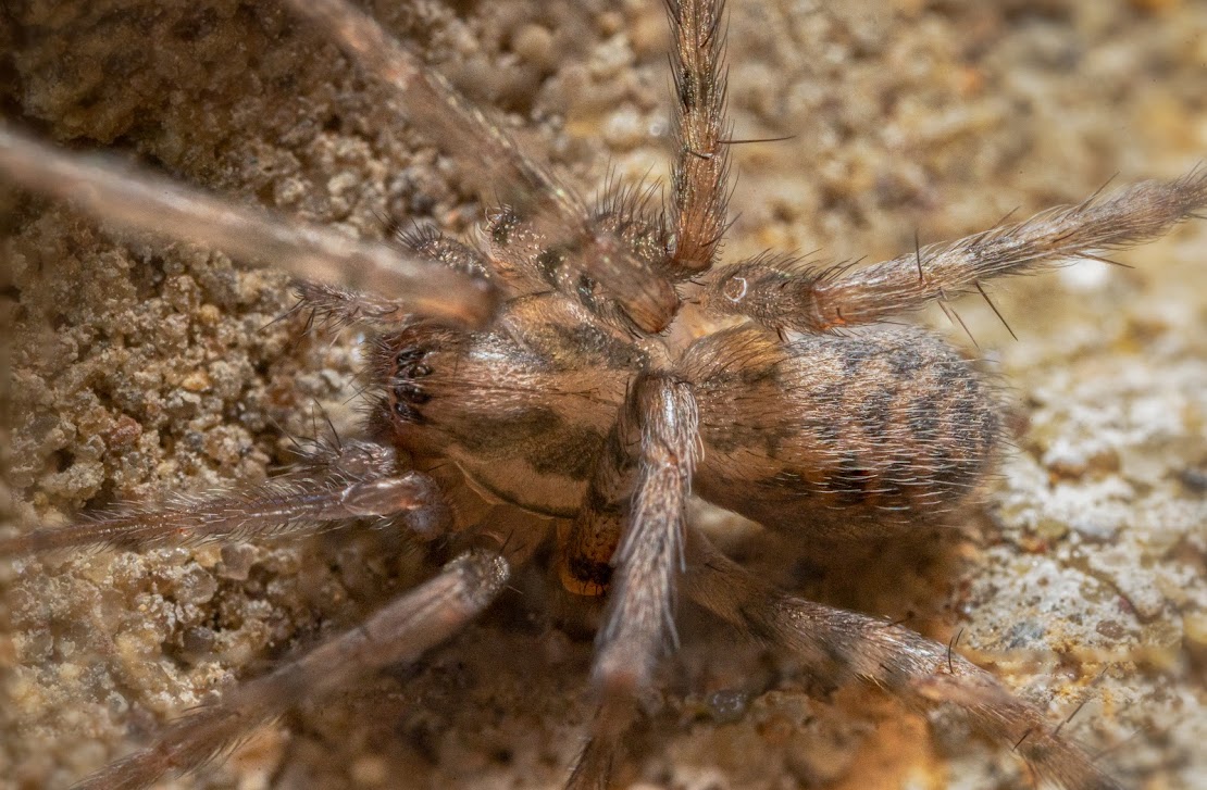 Tegenaria domestica