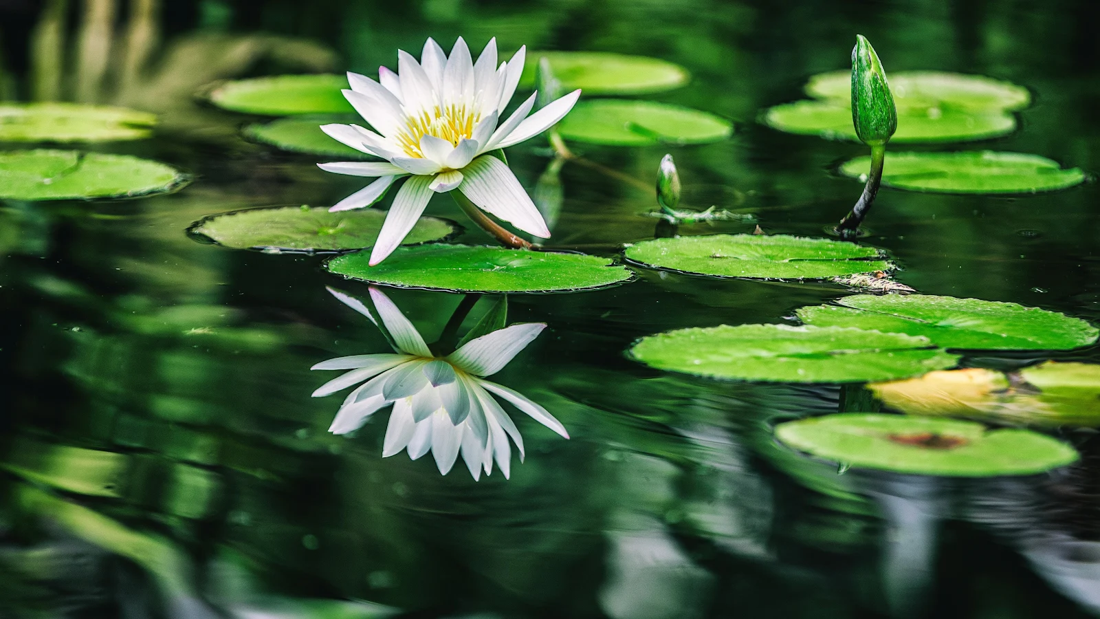 Water Lilies 4K Desktop Wallpaper Background [3840x2160] Free Download
