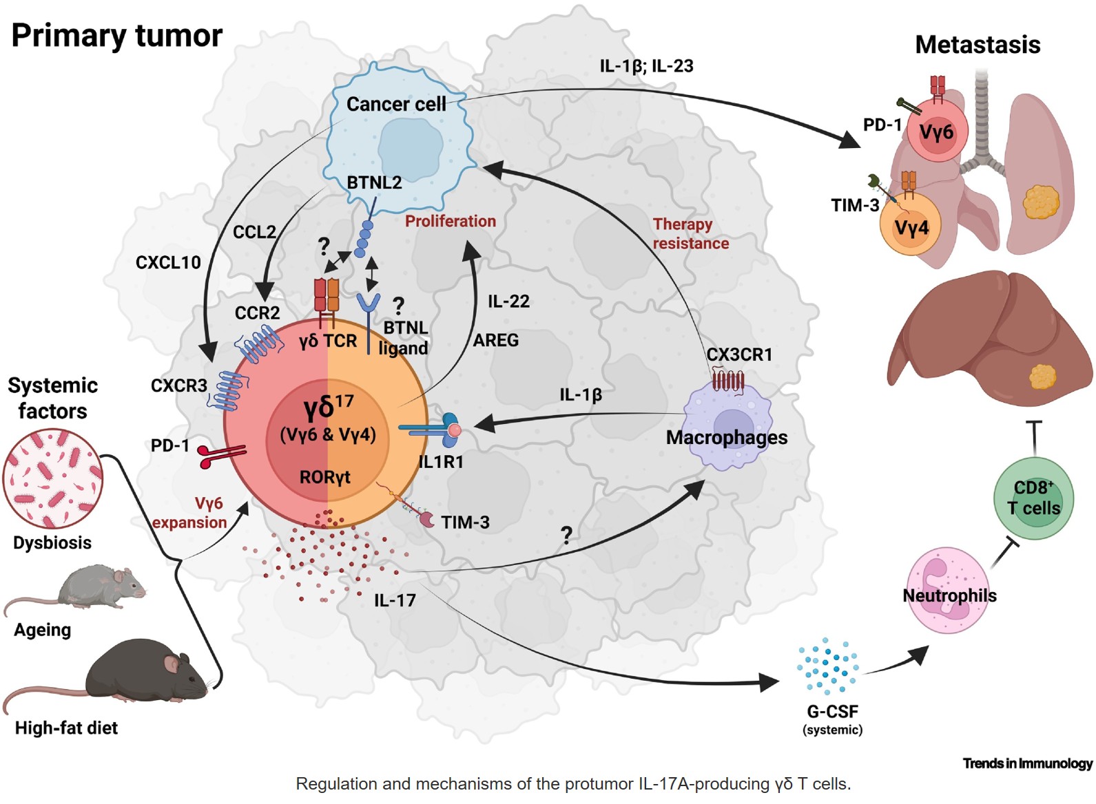 Seven subsets, two fates: mouse γδ T cells in cancer immunity