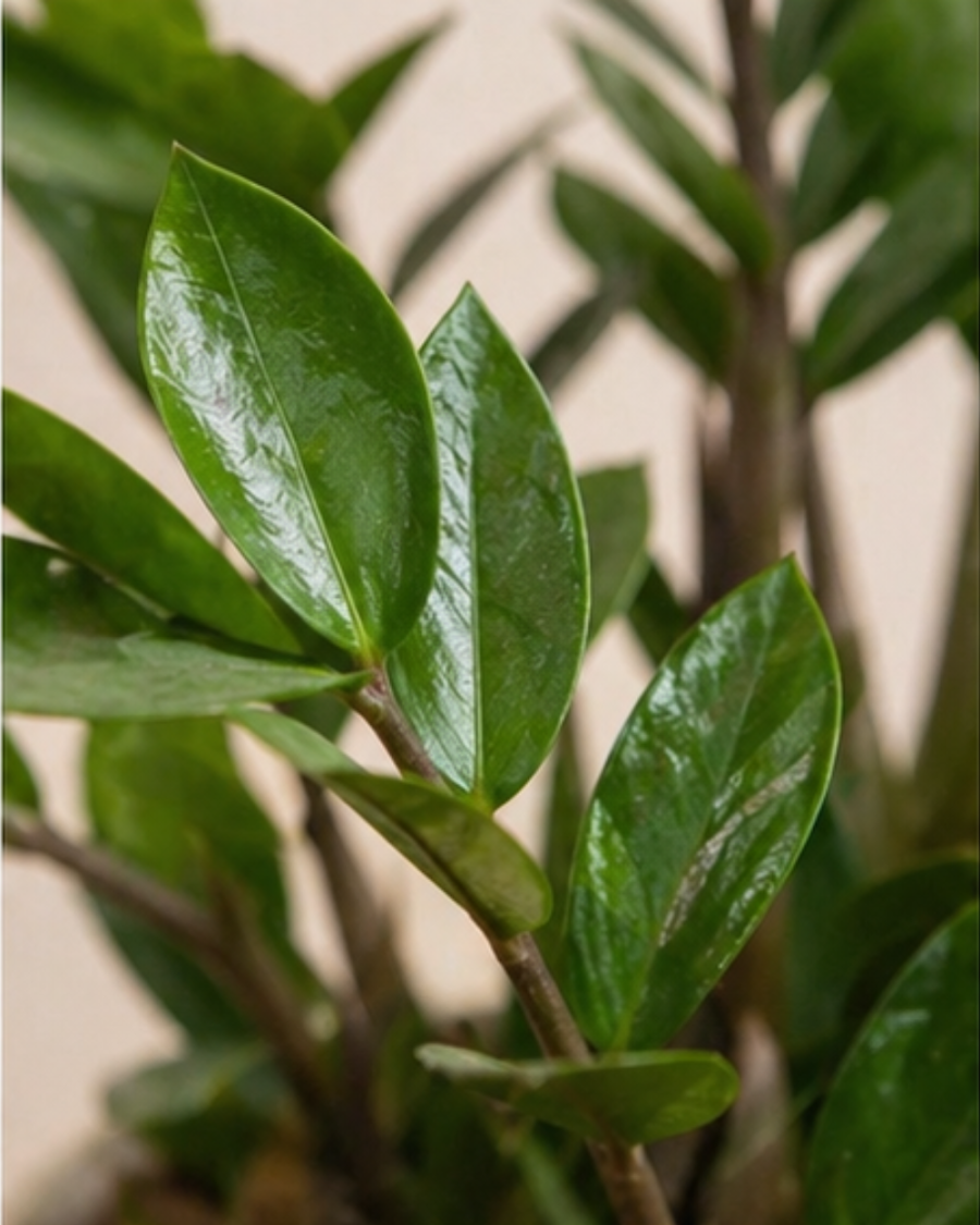 ZZ Plant — view 3