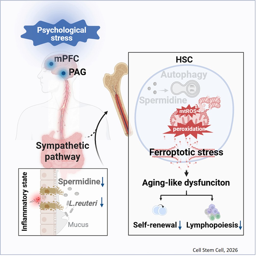 Psychological stress drives aging-like hematopoietic stem cell dysfunction through a brain-gut-bone marrow axis