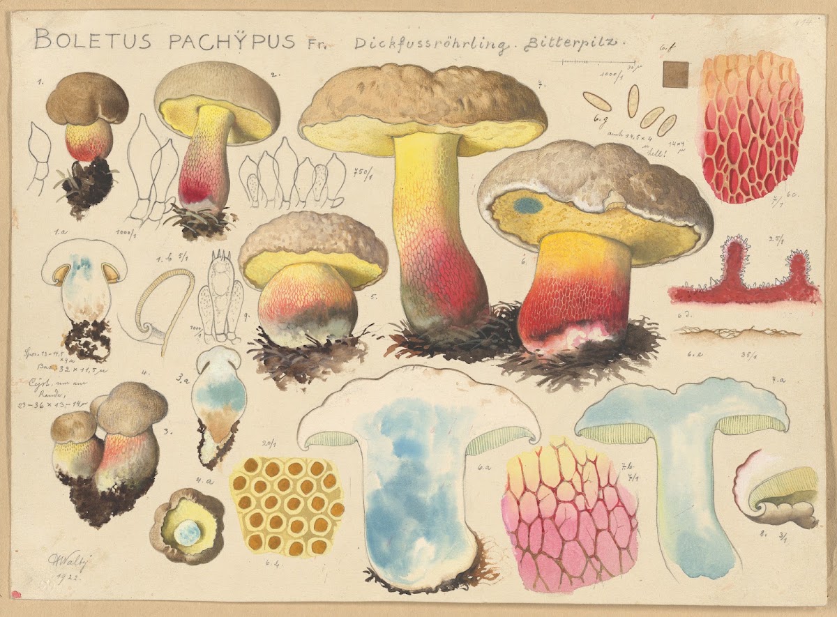 Boletus pachypus Fr 1915 1945