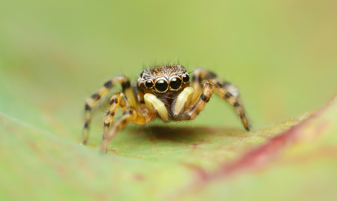 Pseudeuophrys lanigera