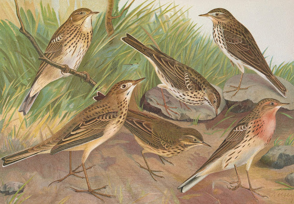 Anthus trivialis pratensis Richardi Vieillot cervinus pensilvanicus