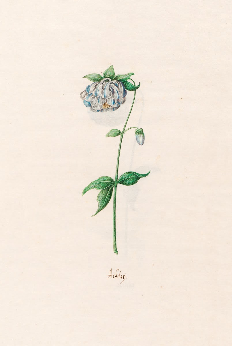 Ackeleÿ 1692