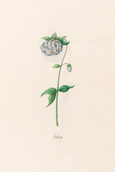 Ackeleÿ 1692