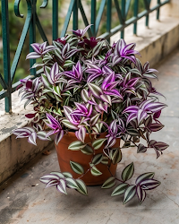 Zebrina Hanging Plant