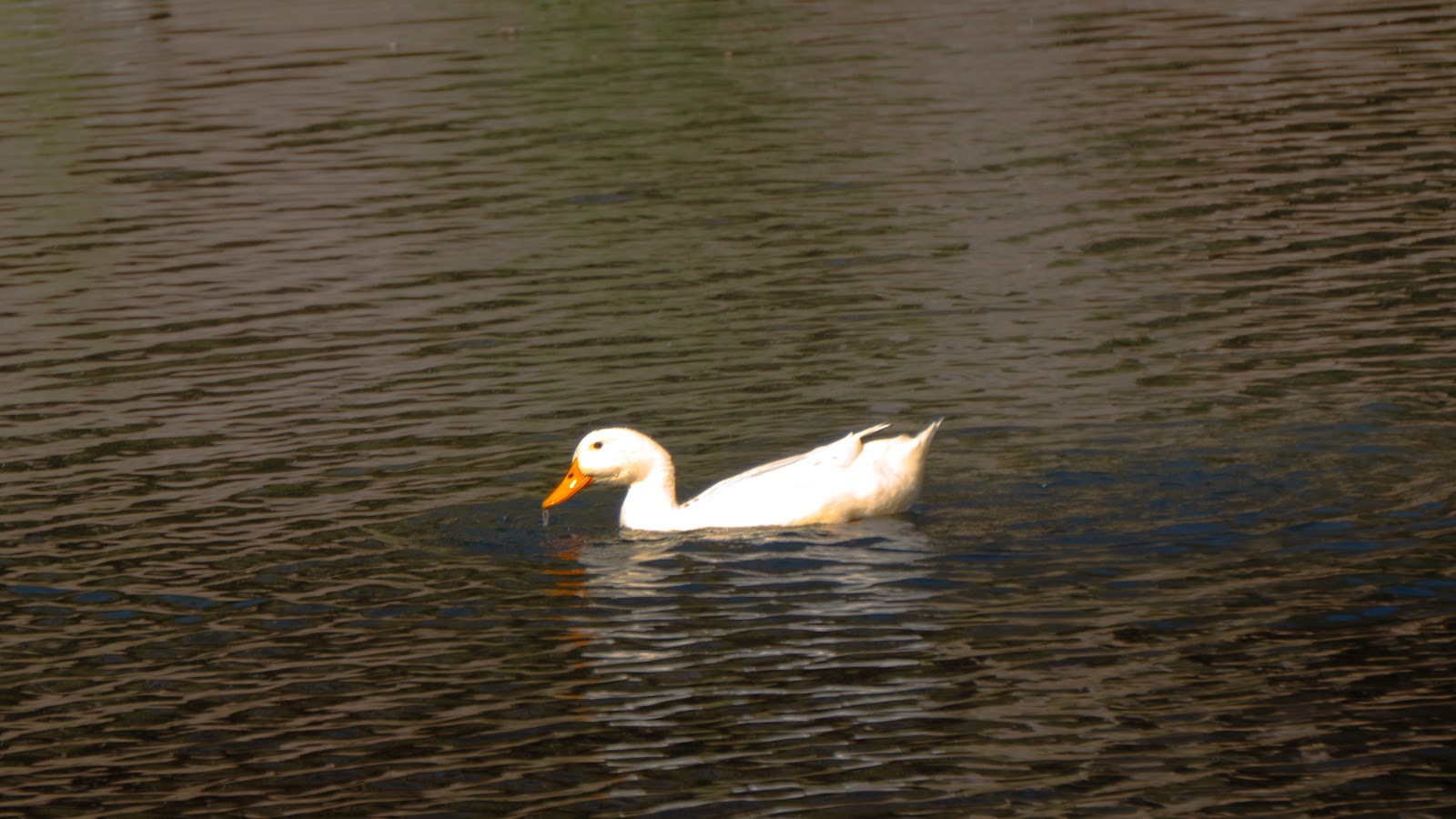 Pato en el agua
