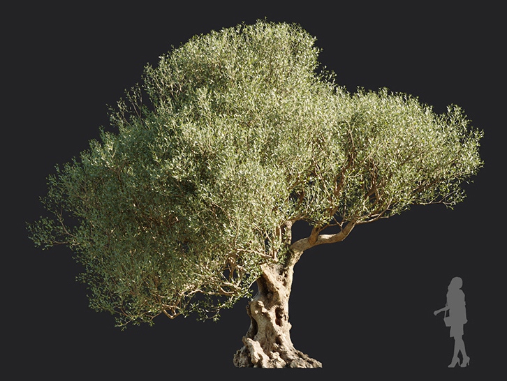 Maxtree - Plant Models Vol.113