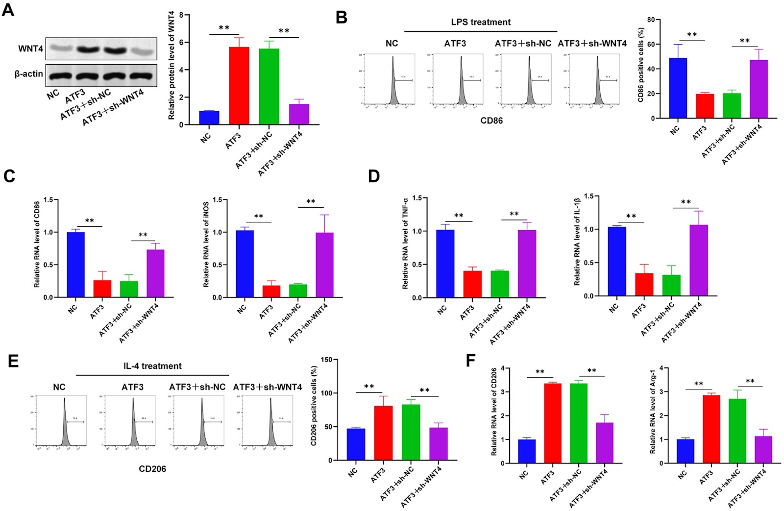 ATF3 triggers M2 macrophage polarization to protect against pulp inflammation through WNT4 regulation
