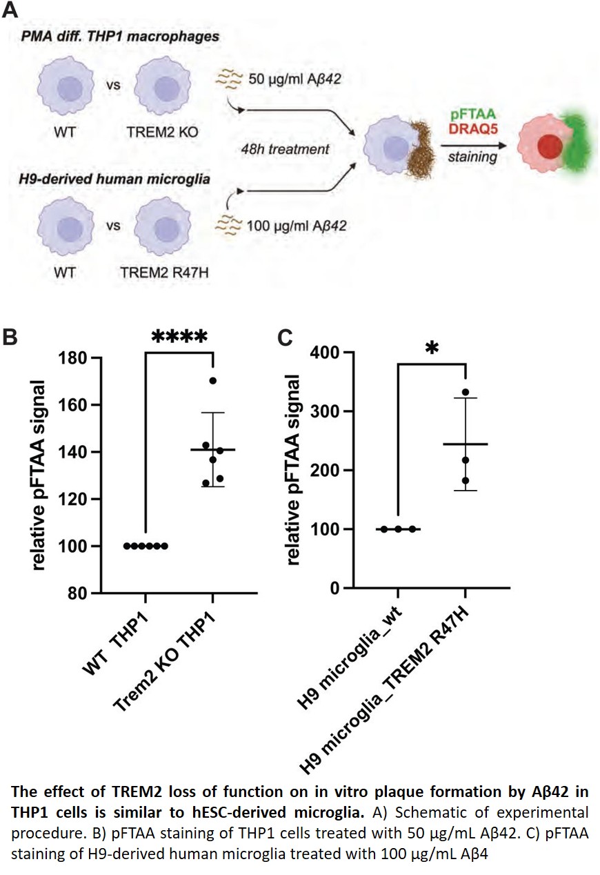 Microglia promote Alzheimer’s plaque formation!