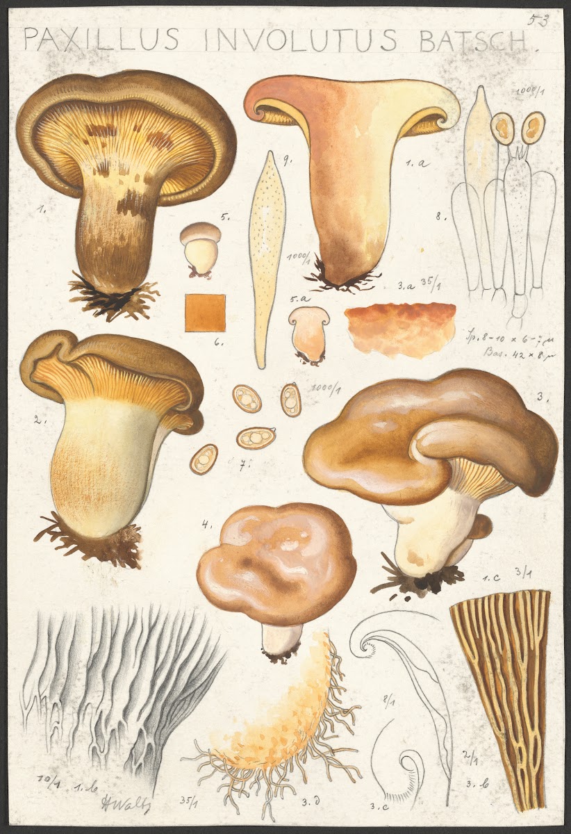 Paxillus involutus Batsch 1915 1945