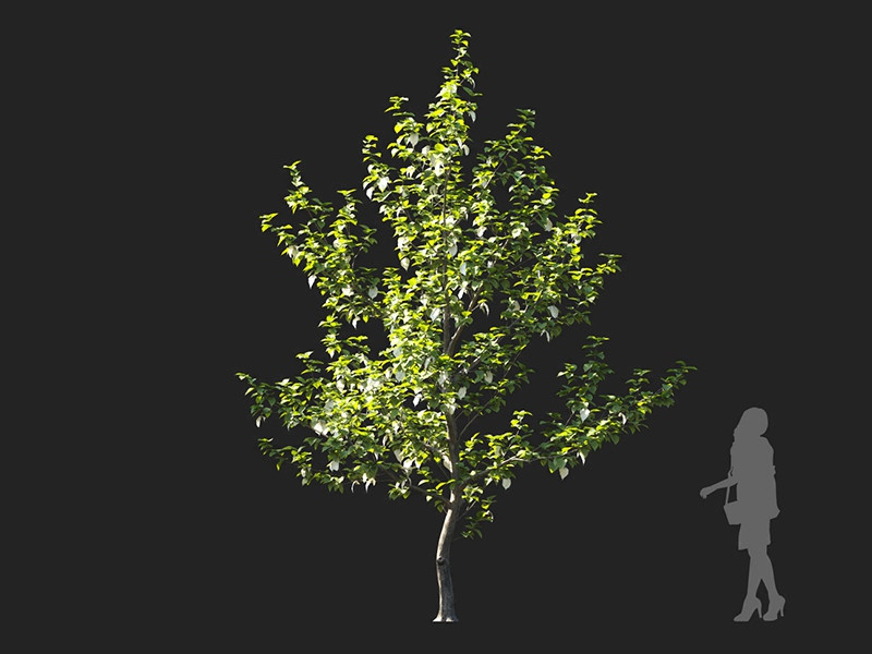 Maxtree - Plant Models Vol.122