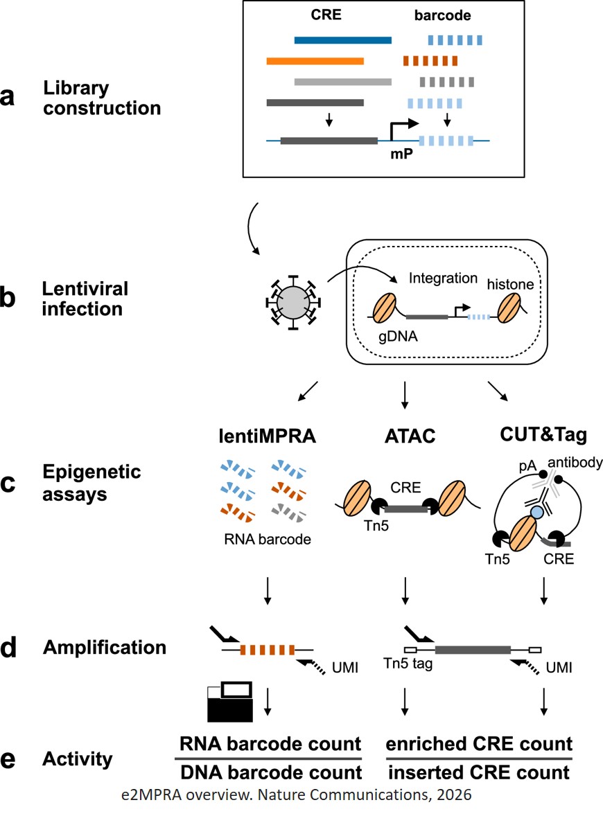 Simultaneous epigenomic profiling and regulatory activity measurement using e2MPRA