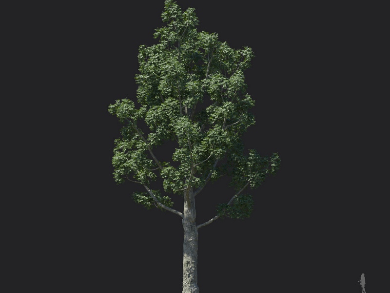 Maxtree - Plant Models Vol.121