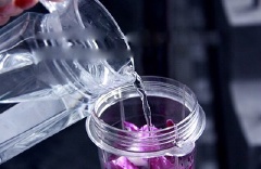 Tiếp theo, cho bắp cải tím, 1/2 chén nước, đá viên, 2 muỗng canh mật ong vào máy xay sinh tố.