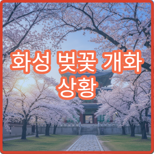 화성 벚꽃 개화 상황 총정리 (+이번주 방문 가능 여부 체크)