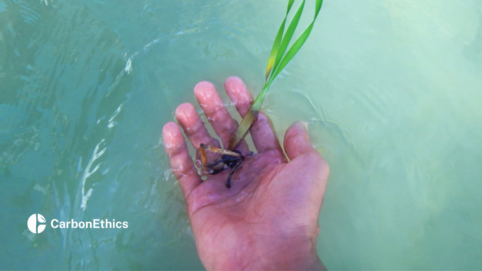 A close-up of a hand holding a seagrass seedling in clear water, symbolizing efforts in marine ecosystem restoration and sustainable practices.