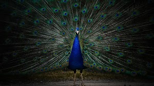 Peacock Wallpaper