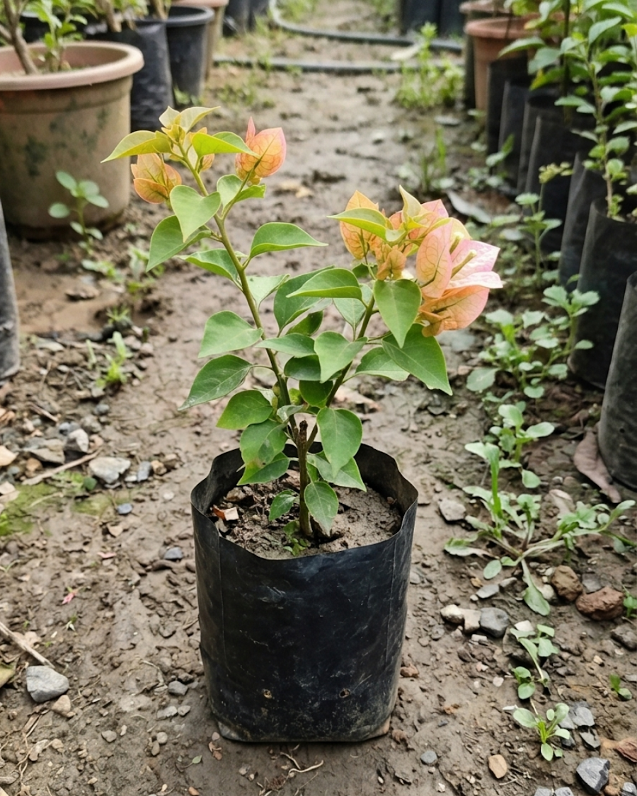 Imported Emas Perak Yellow Mix Bougainvillea Plant — view 4