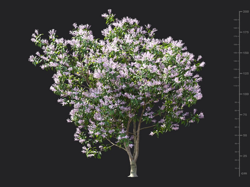 Maxtree - Plant Models Vol.115