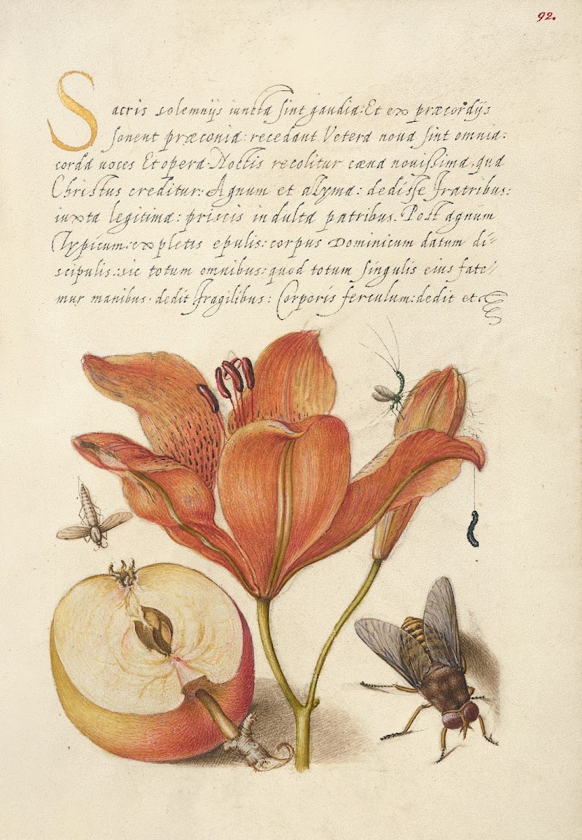 Insects Orange Lily Caterpillar Apple and Horse Fly 15611596