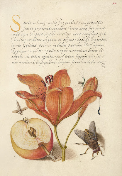 Insects Orange Lily Caterpillar Apple and Horse Fly 15611596
