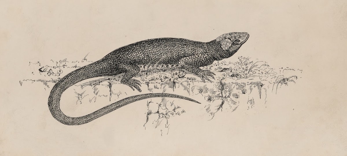 Common Garden lizard 1882 1886