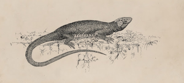 Common Garden lizard 1882 1886