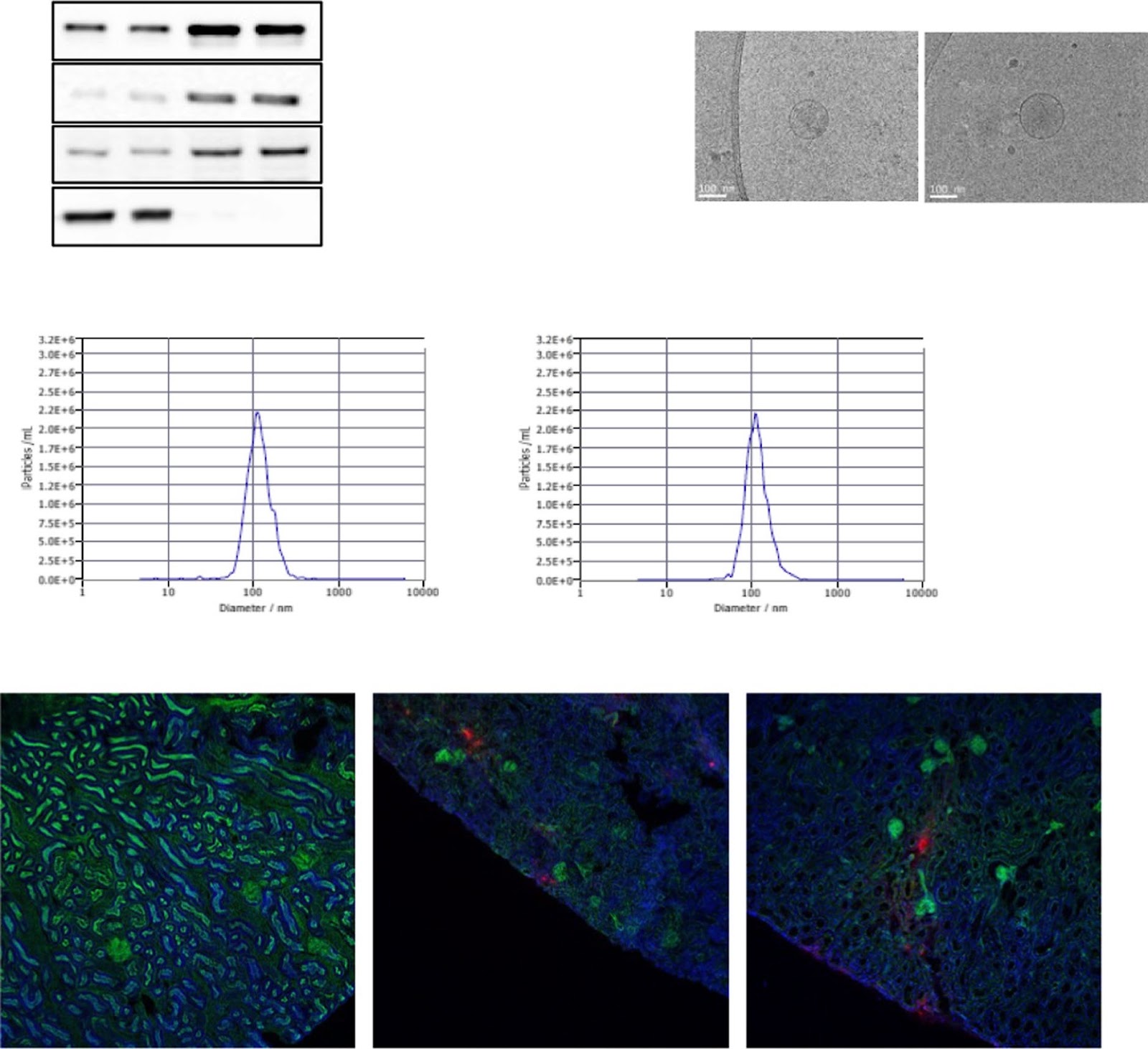 Pan PPAR agonist stimulation of induced MSCs produces extracellular vesicles with enhanced renoprotective effect for acute kidney injury