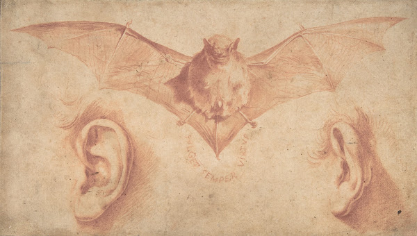Studies of Two Ears and of a Bat 1591 1652