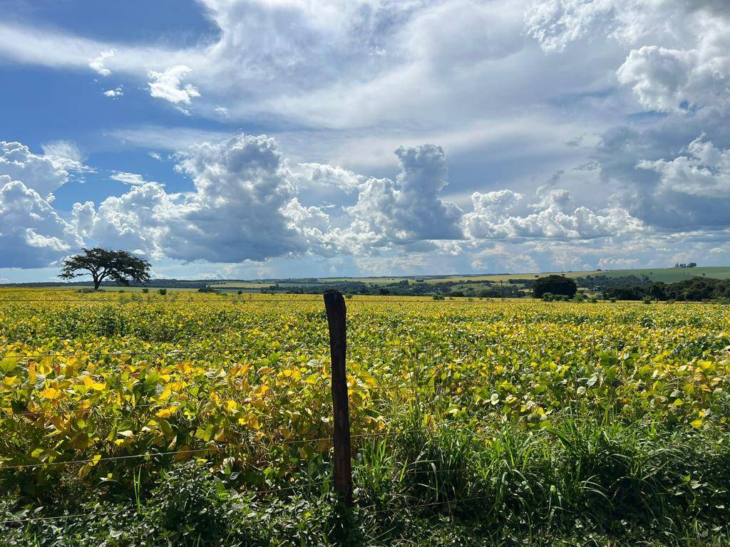 Fazenda no Município de Vianópolis - GO 3