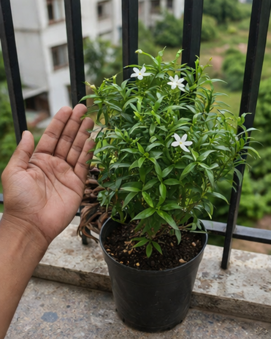 Desi Tagar Plant — view 5