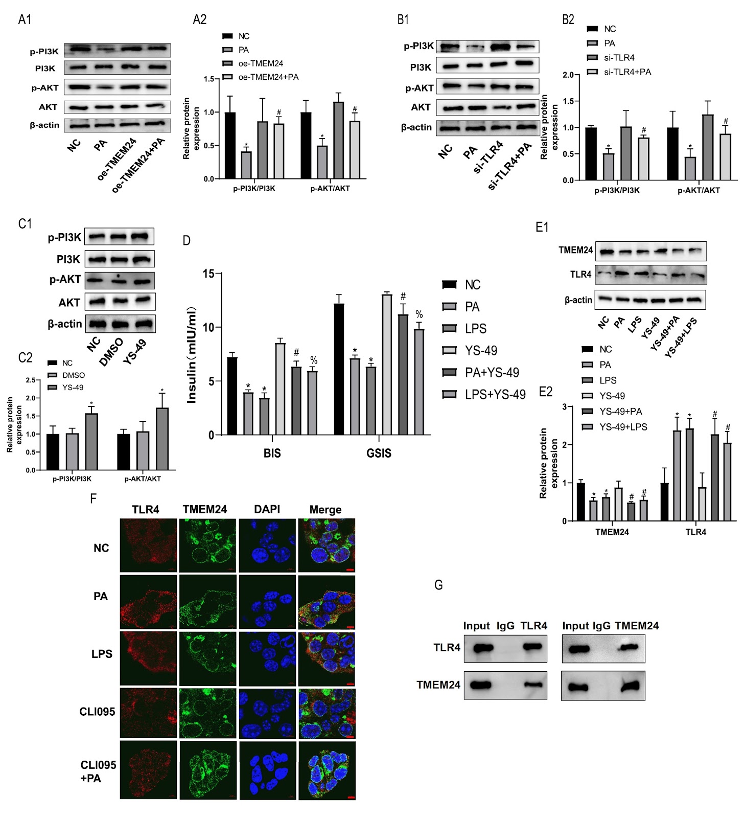 TLR4 mediates lipotoxic β-cell dysfunction by inhibiting the TMEM24/PI3K/AKT pathway