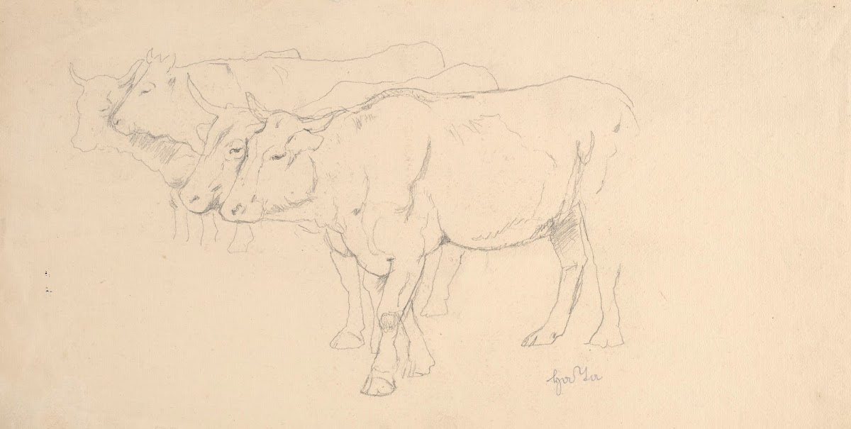 Study of Four Cows Walking 1890   1910
