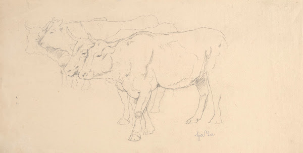 Study of Four Cows Walking 1890   1910