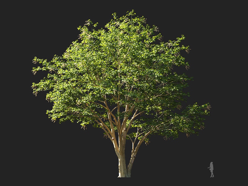 Maxtree - Plant Models Vol.132