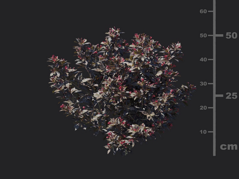 Maxtree - Plant Models Vol.116