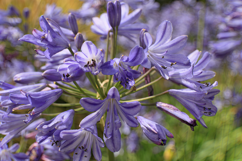 Agapanthus praecox 'Sea Storm' in piena fioritura, design da giardino mediterraneo