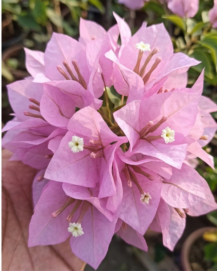 Imported International Pink Bougainvillea Plant — view 2