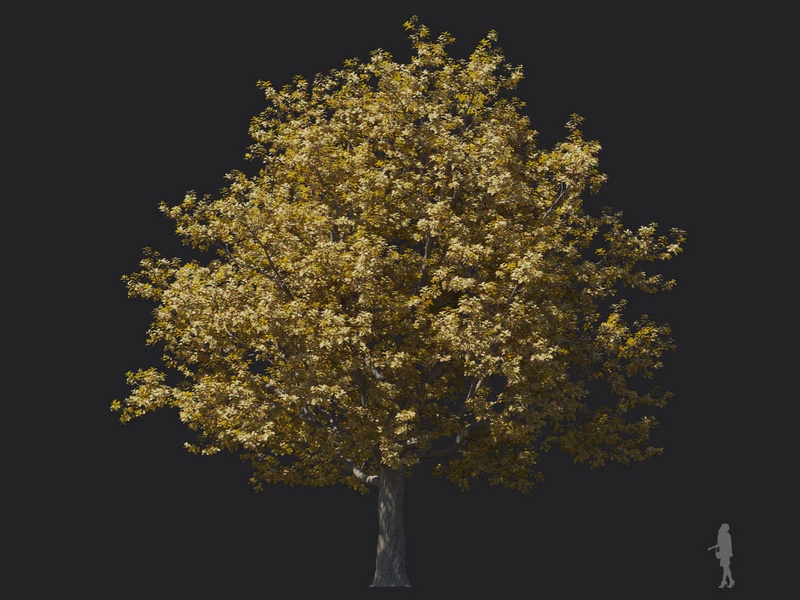 Maxtree - Plant Models Vol.116