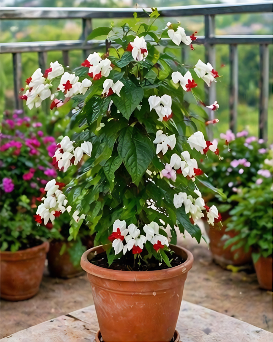 Bleeding Heart Vine Plant — view 3