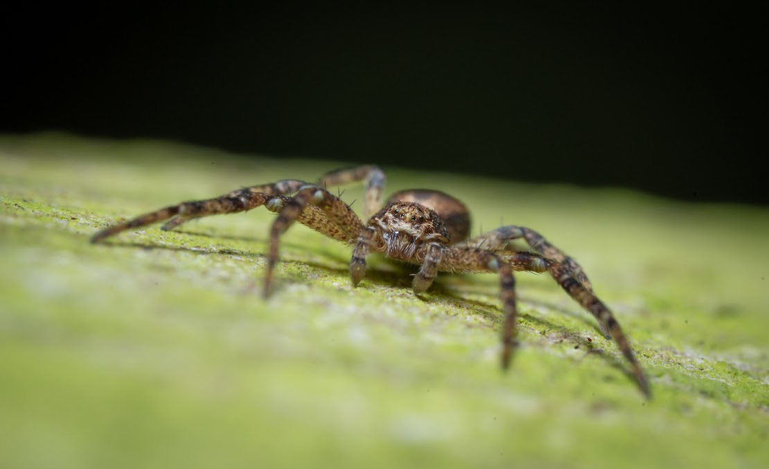 Philodromus sp.