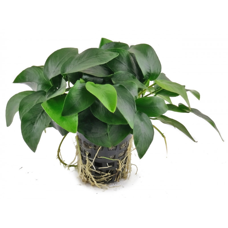 Anubias Barteri var. Nana