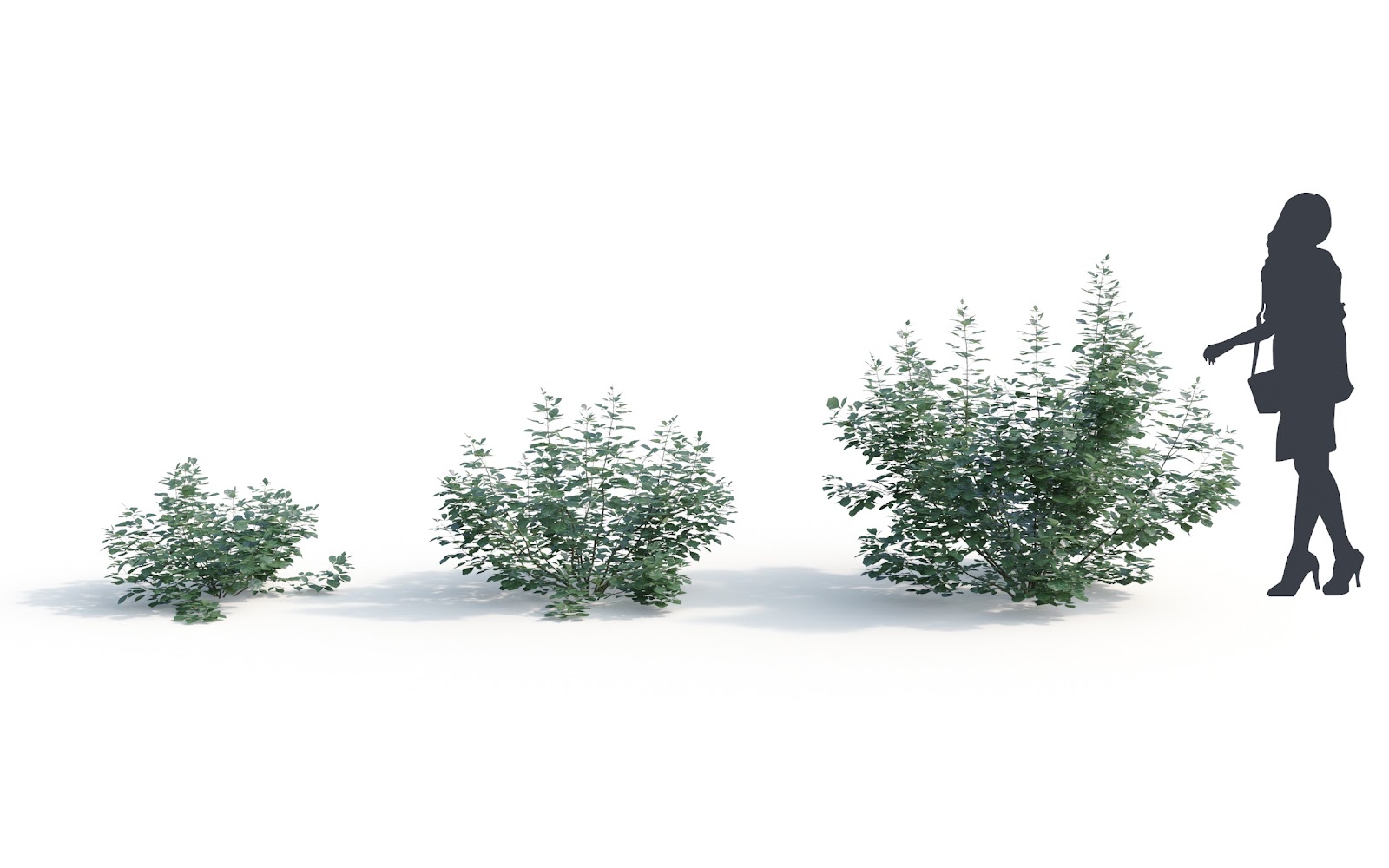 Maxtree - Plant Models Vol.6